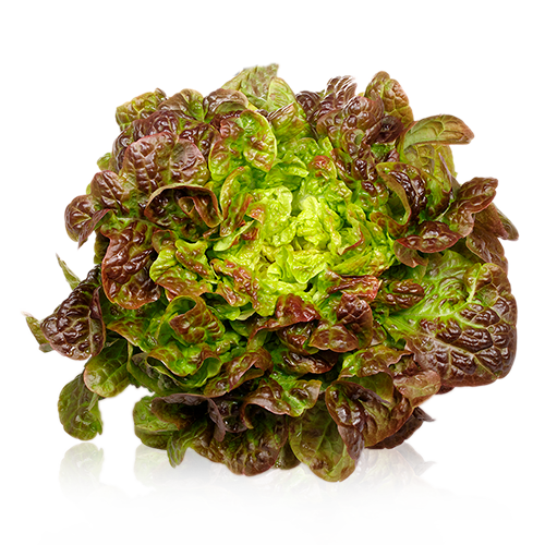 Lechuga hoja de roble
